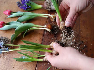 время посадки луковиц тюльпанов