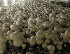 Способы пропаривания компоста :выращиваем грибы