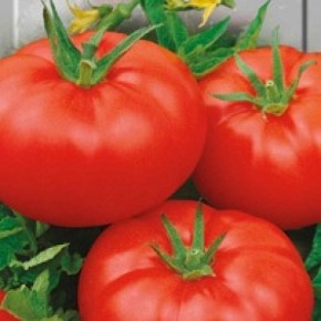 Как нужно хранить семена томатов?