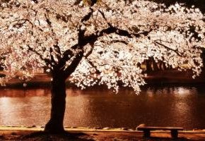 Сакура-самая красивая вишня
