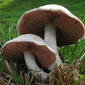 Шампиньоны:особенности питания грибов