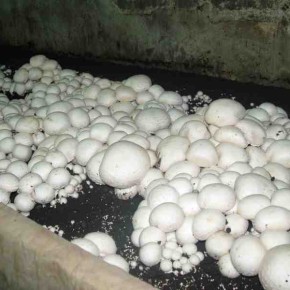 Однозональная система выращивания грибов