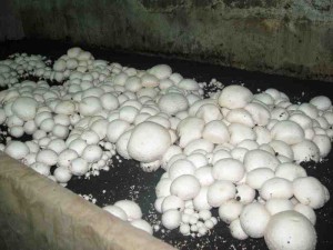Однозональная система выращивания грибов