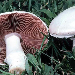 Печерица:особенности выращивания грибов