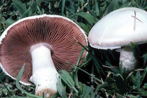 Шампиньйон - гетеротрофный сапрофитный гриб