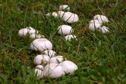 Что такое многозональная система выращивания грибов?