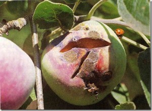 Болезни яблонь и груш