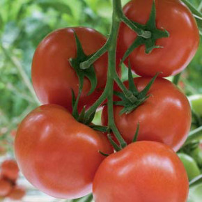 Как собирать семена томатов?
