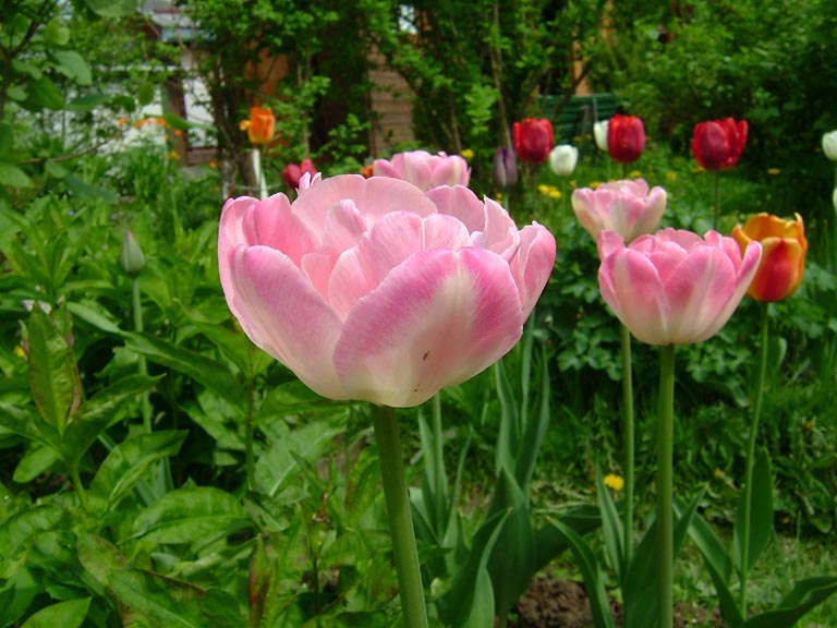 Выкапывать ли тюльпаны каждый год. Тюльпаны после цветения. Тюльпаны Триумф нужно ли выкапывать.