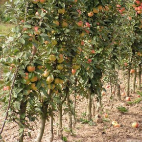 Как правильно провести подкормку плодовых деревьев?