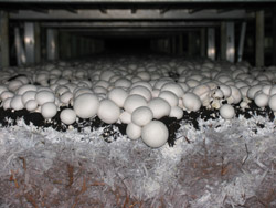 Виды компостов для выращивания грибов