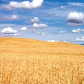 В реестре увеличилось количество экстра -сильных сортов пшеницы