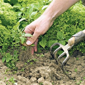 Растеневодство:недостаток питательных веществ в почве
