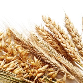 Новые зарегистрированные сорта пшеницы озимой твердой