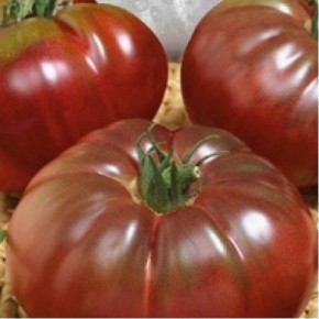 Семена томатов:правила сбора семян
