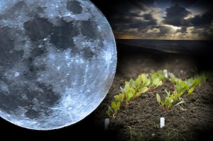 Лунный посевной календарь на ноябрь