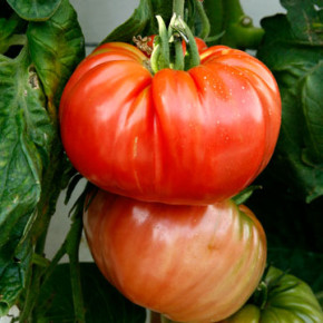 Как вырастить большие и вкусные томаты ?