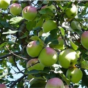 Какие удобрения лучше всего использовать для яблонь?