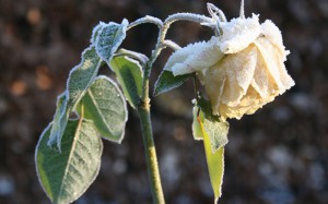  розы устойчивы к морозам 