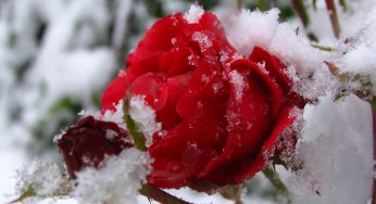 Почему нельзя розы укрывать полиэтиленом?