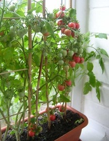 Нехватка серы в грунте:как отражается на помидорах