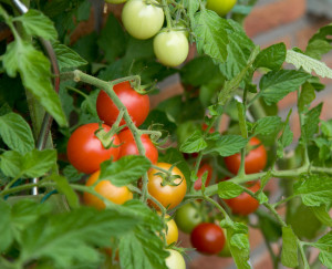 Как реагируют томаты на нехватку молибдена