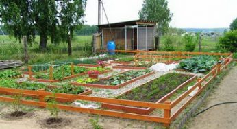  Не стоит сажать рядом растения, подземная часть которых находится в одном слое