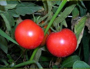 Почему на плодах томатов появляются пятна?
