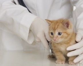 Нужно ли обращаться к ветеринару для профилактического осмотра животных?