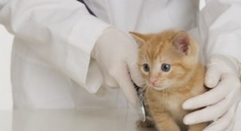 Нужно ли обращаться к ветеринару для профилактического осмотра животных?