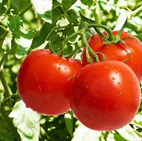 Почему томаты плохо растут?