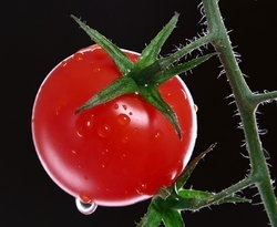 томаты плохо растут