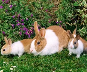 Болезни кроликов:профилактика паразитов