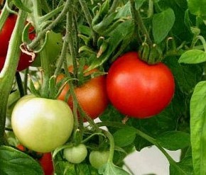 Нехватка марганца в почве:как реагируют томаты