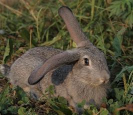 Чем кормить кроликов:рацион животных