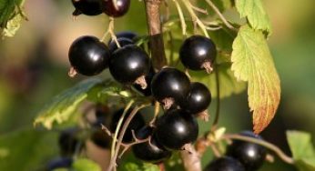 Размножение смородины:посадка и удобрение