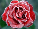 Осенняя проблема садоводов - как подготовить розы к морозам