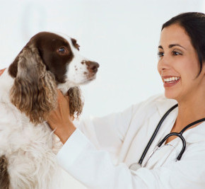 Как распознать симптомы болезни Лайма у собак