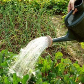 Полив растений:требовательность лука к воде