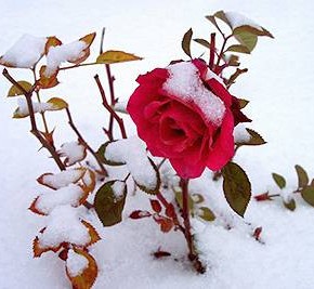 Какие розы устойчивы к морозам ?