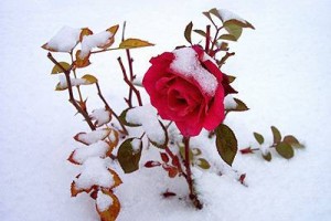 розы устойчивы к морозам