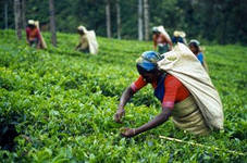Чай - наиболее распространённая культура во всём мире