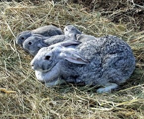 Когда делать кроликам первые прививки?