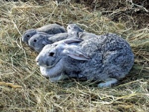 Когда делать кроликам первые прививки