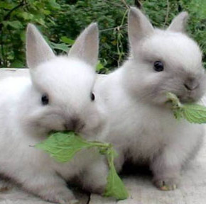 Как правильно размножать кроликов?