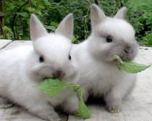 Как выбрать крольчих для размножения