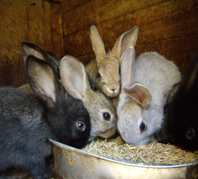 Как правильно подсаживать кроликов к крольчихе?