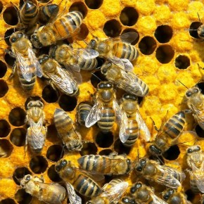 Значение и развитие пчеловодства