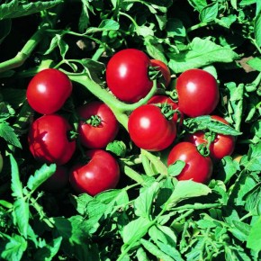 Гибрид томата для открытого грунта