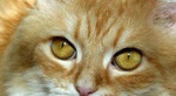 Как общаться с кошкой